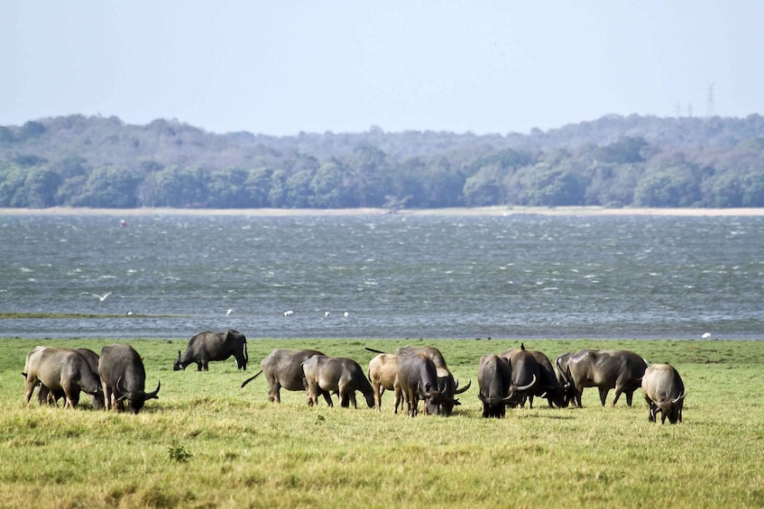 Picture 6 for Activity Wilpattu National Park Safari Tour from Kandy