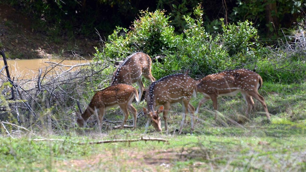 Picture 10 for Activity Wilpattu National Park Safari Tour from Kandy