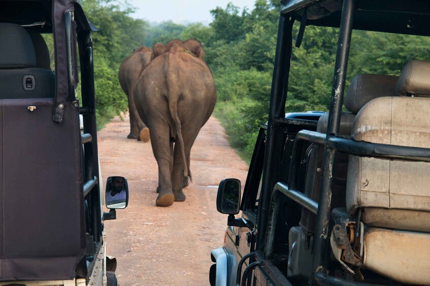 Picture 1 for Activity Wilpattu National Park Safari Tour from Kandy