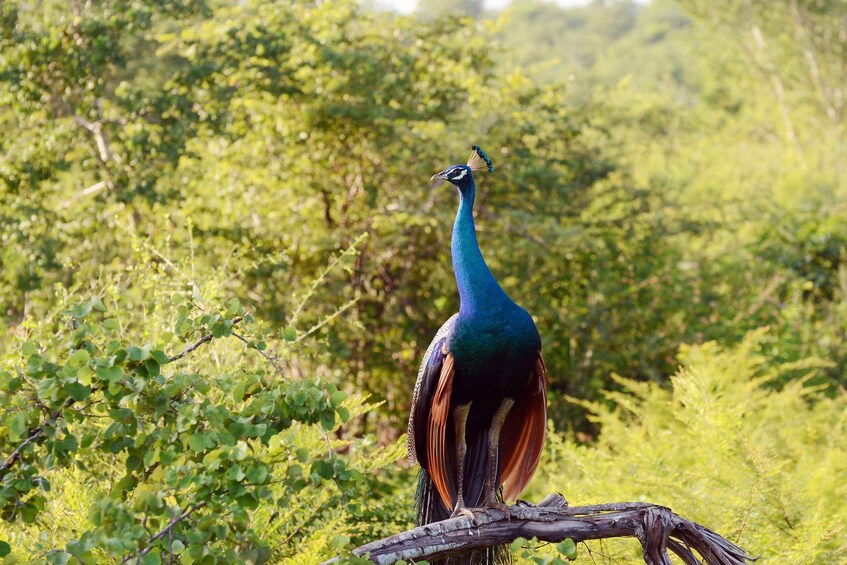 Picture 16 for Activity Wilpattu National Park Safari Tour from Kandy