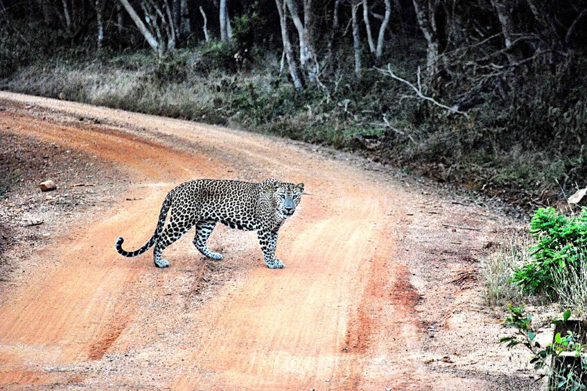 Picture 8 for Activity Wilpattu National Park Safari Tour from Kandy