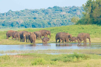 Wilpattu National Park Safari Tour von Kandy aus