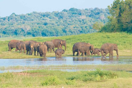 Wilpattu National Park Safari Tour von Kandy aus