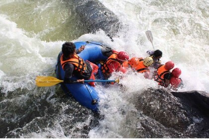 Desde Negombo: aventura de rafting en aguas bravas en Kithulgala