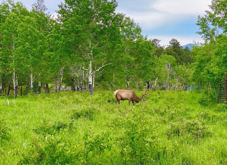 Picture 10 for Activity From Denver: Rocky Mountain National Park Day Trip and Lunch