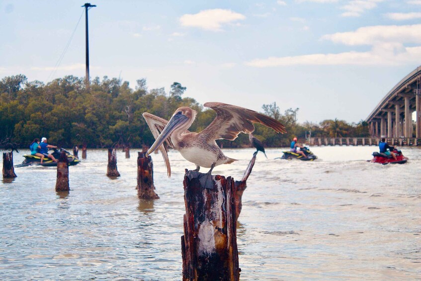 Picture 6 for Activity Marco Island: Ten Thousand Island Jet Ski Guided Tour