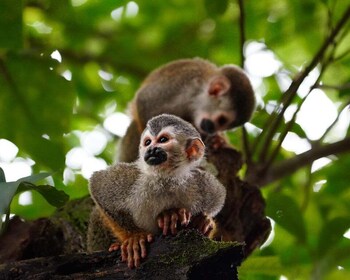 Manuel Antonio Park: Guided Walking Tour with a Naturalist