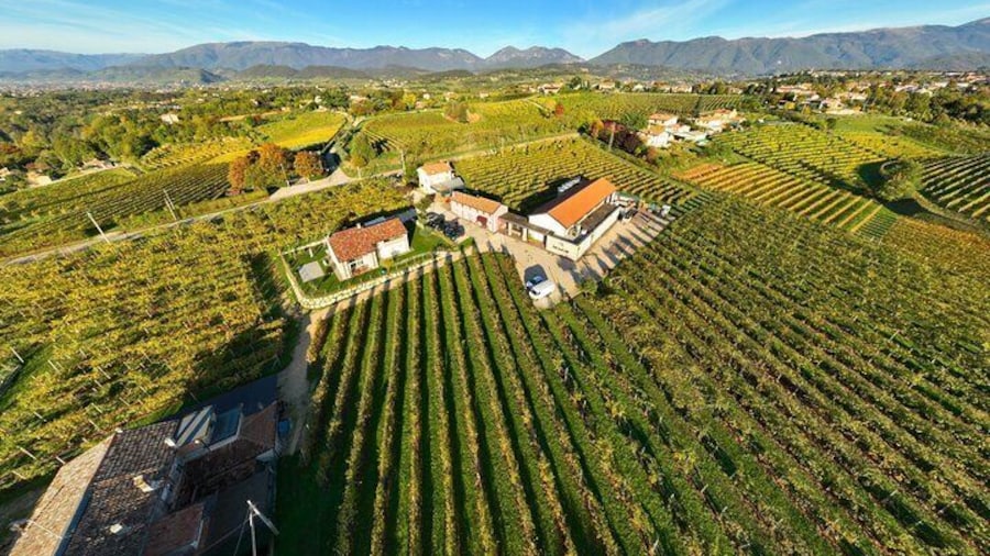 Tour and 3 wines tasting in the Prosecco Hills