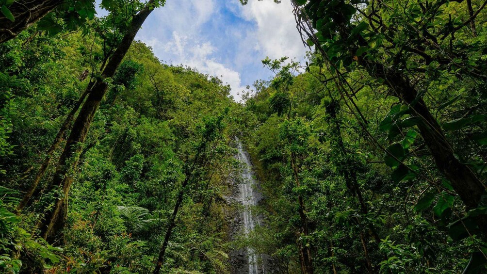 Picture 1 for Activity Diamond Head Manoa Falls