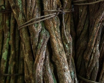 Iquitos: Healing treatment with Ayahuasca | 1 ceremony