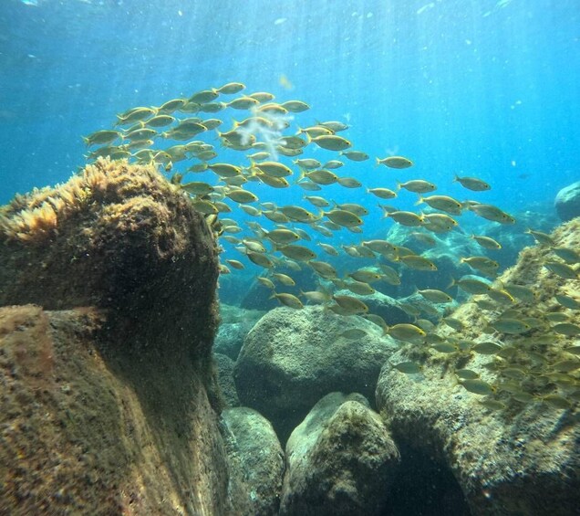 Picture 1 for Activity Gran Canaria: Snorkel tour with boat on the west coast