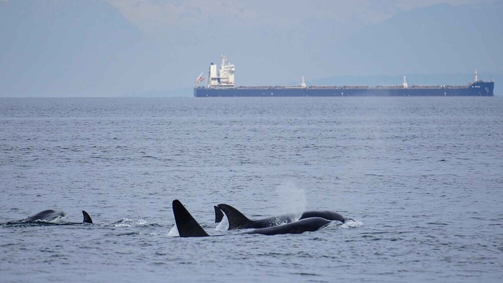 Picture 2 for Activity Orcas Island: Whale and Orca Guided Speedboat Tour