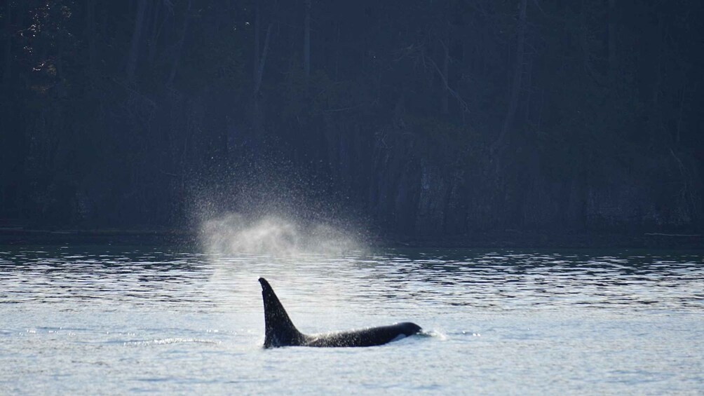 Picture 1 for Activity Orcas Island: Whale and Orca Guided Speedboat Tour