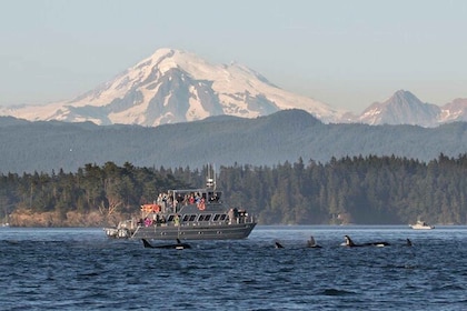 Orcas Island: Guidet speedbådstur med hvaler og spækhuggere