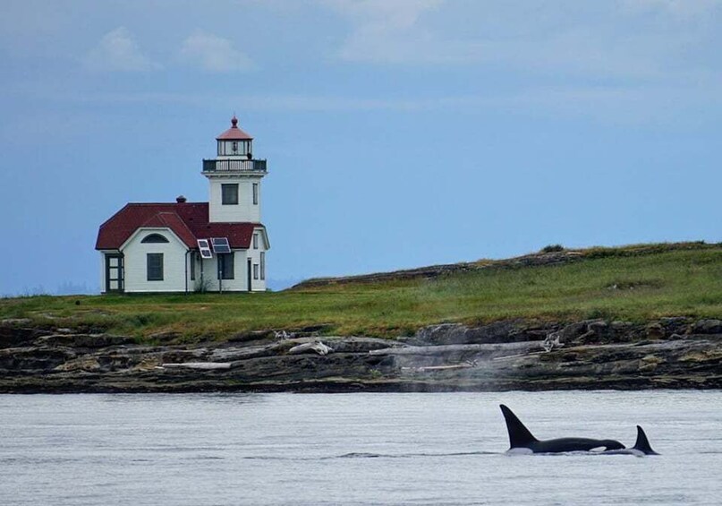 Picture 3 for Activity Orcas Island: Whale and Orca Guided Speedboat Tour