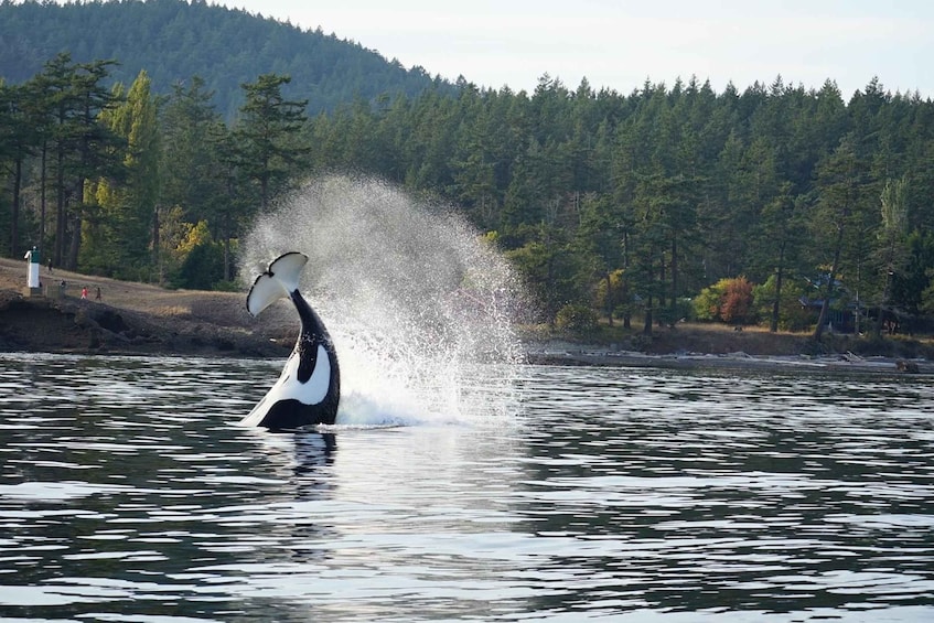 Picture 5 for Activity Orcas Island: Whale and Orca Guided Speedboat Tour