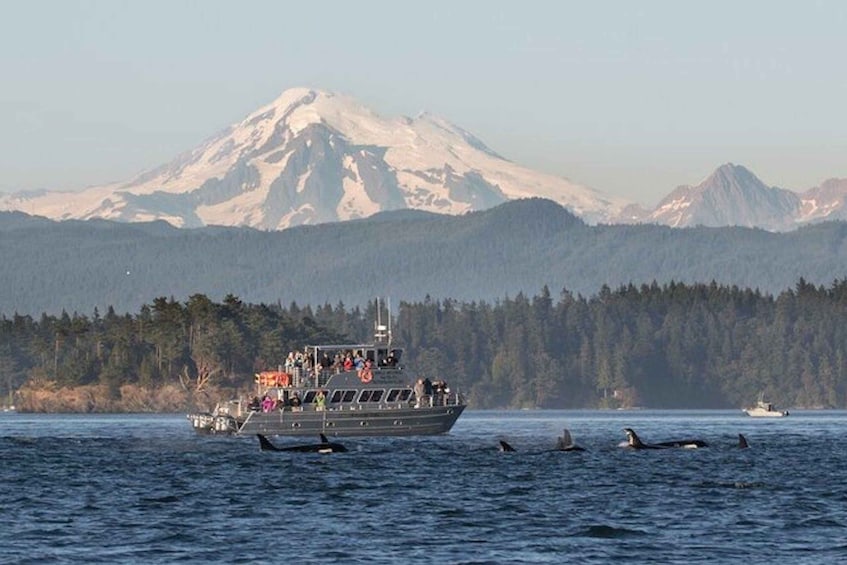 Whale Watching from Orcas Island