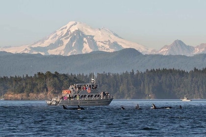 Orcas Island: Whale Watching Guided Boat Tour