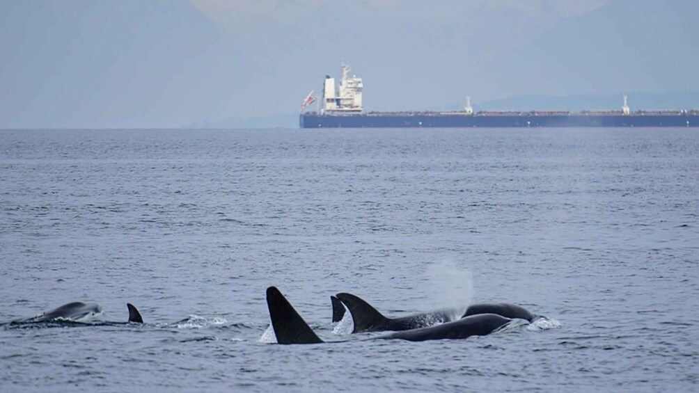 Picture 2 for Activity Orcas Island: Whale and Orca Guided Speedboat Tour