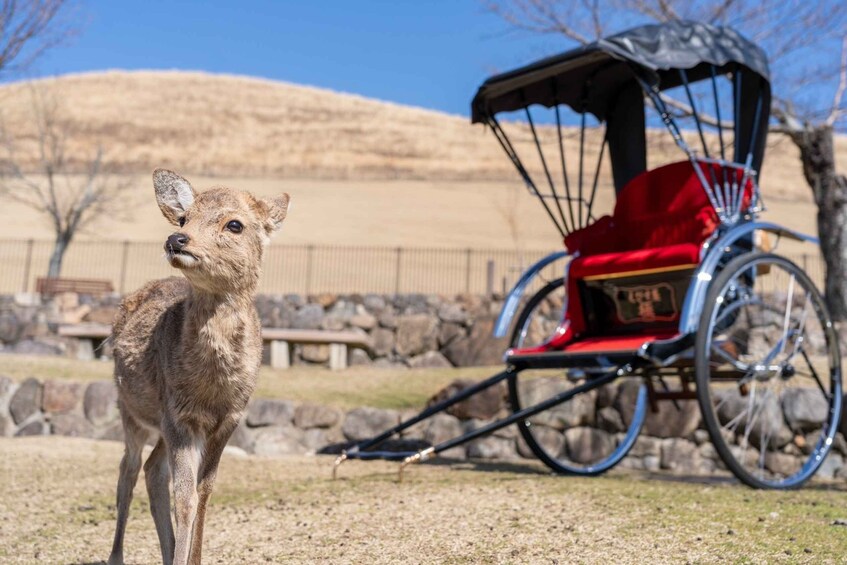 Picture 4 for Activity Nara: Cultural Heritage Tour by Rickshaw