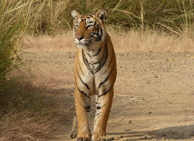 Ranthambore: Ranthambore National Park Tours