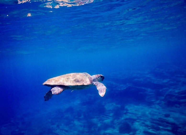 Picture 5 for Activity From Milopotas: Ios Island Scenic Snorkeling Cruise