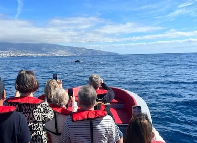 Funchal: Speedboat SEE THE ISLAND AND LIFE AT SEA