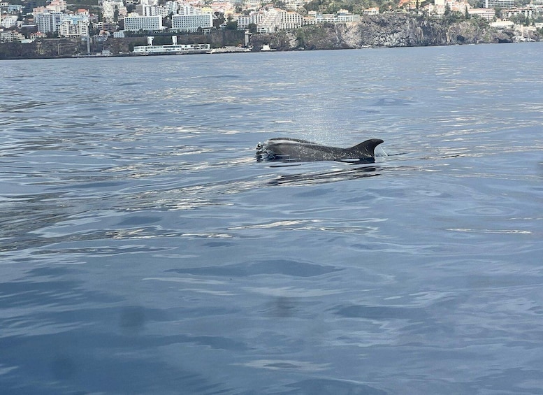 Picture 24 for Activity Funchal: Speedboat SEE THE ISLAND AND LIFE AT SEA