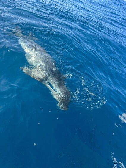 Picture 11 for Activity Funchal: Thrilling Speedboat tour - Madeira sparkling waters