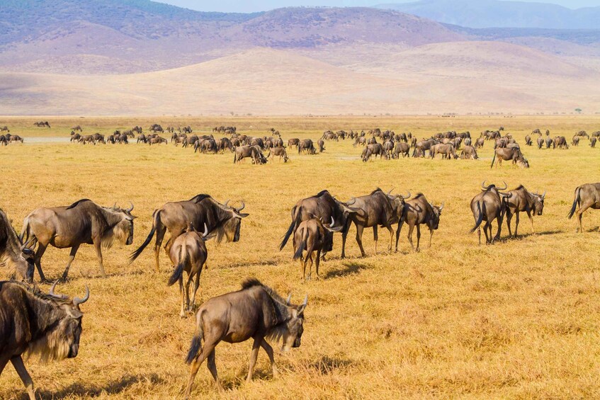 Picture 2 for Activity 4 Days fly-in Serengeti safari