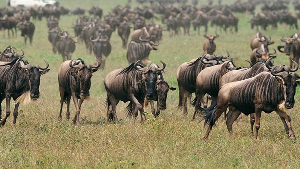 Picture 1 for Activity 4 Days fly-in Serengeti safari