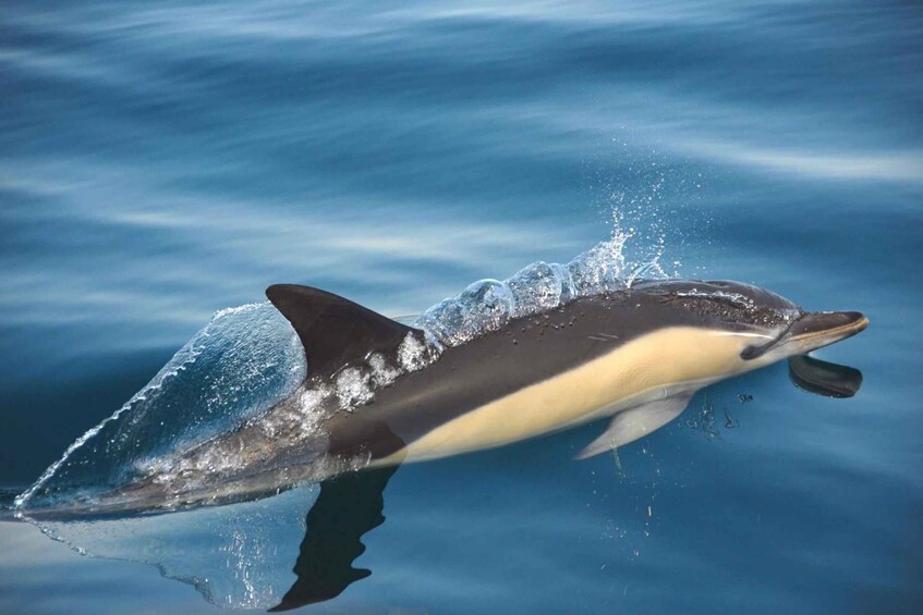 Picture 1 for Activity Setúbal: Dolphin-Watching Boat Tour