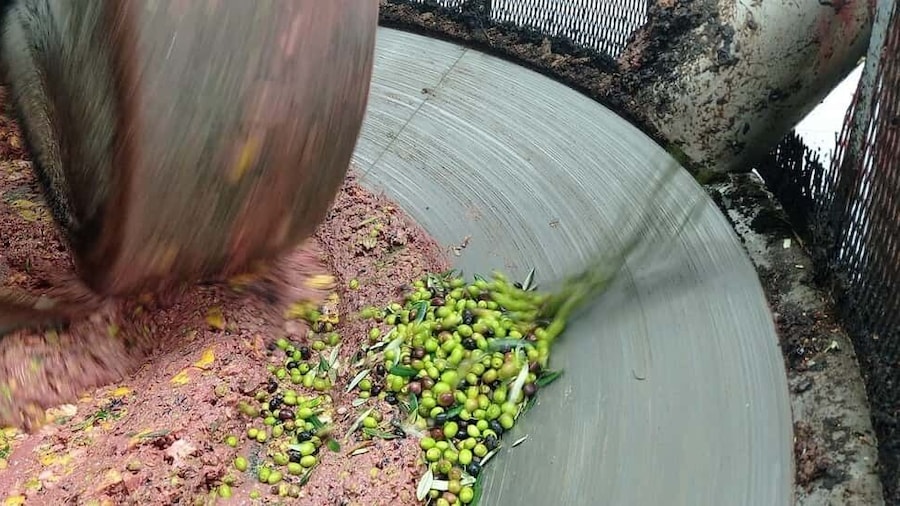 Umbria: guided tour to traditional oil mill + tasting