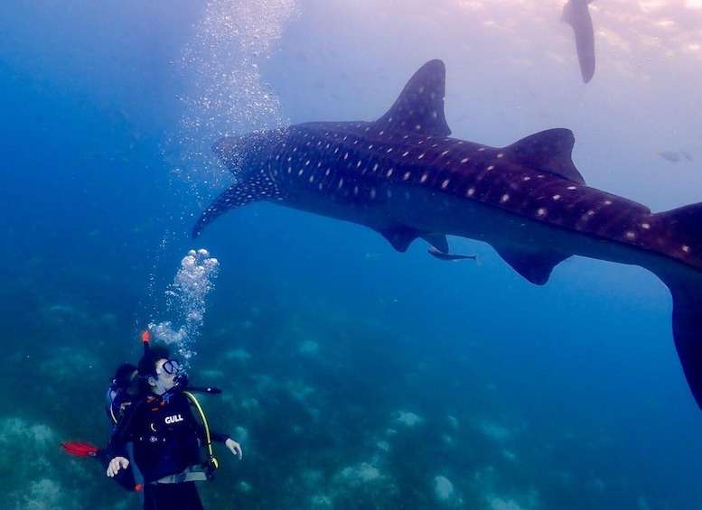 Picture 1 for Activity Cebu: Whale shark & mysterious waterfall private tour