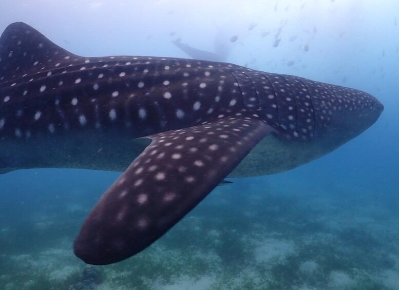Picture 2 for Activity Cebu: Whale shark & mysterious waterfall private tour