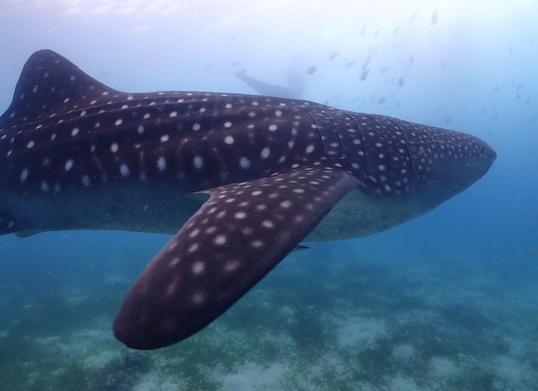 Picture 2 for Activity Cebu: Whale shark & mysterious waterfall private tour