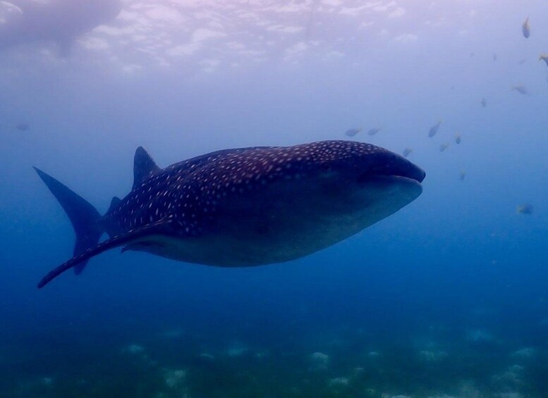 Picture 3 for Activity Cebu: Whale shark & mysterious waterfall private tour