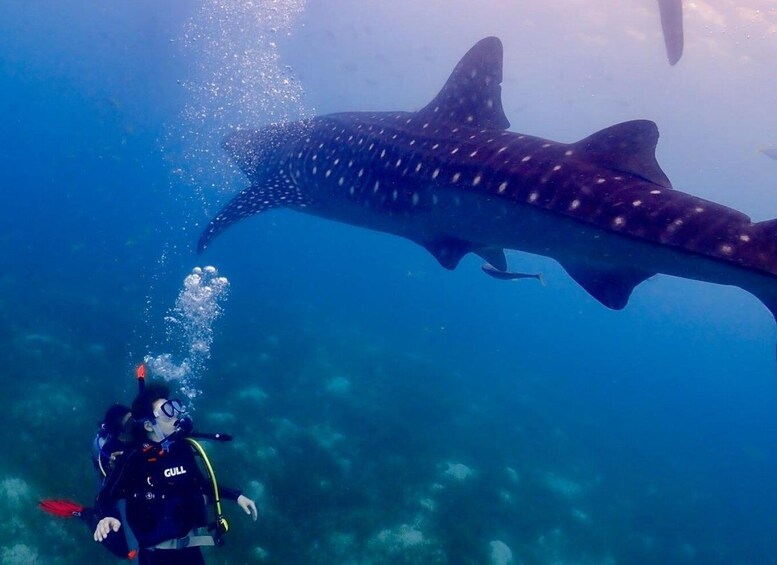 Picture 1 for Activity Cebu: Whale shark & mysterious waterfall private tour