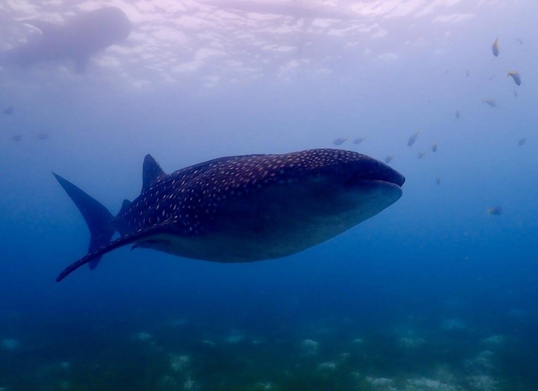 Picture 3 for Activity Cebu: Whale shark & mysterious waterfall private tour