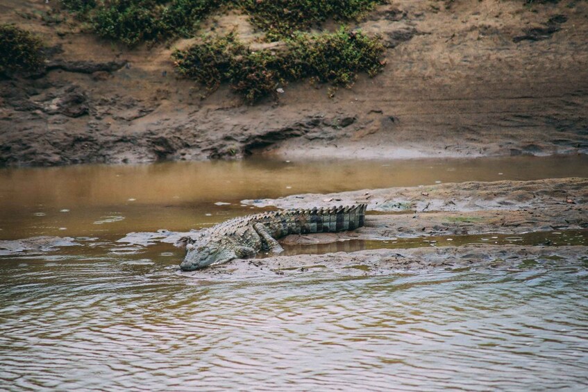 Picture 5 for Activity Udawalawe: Private Safari All Inclusive Day Trip with Lunch