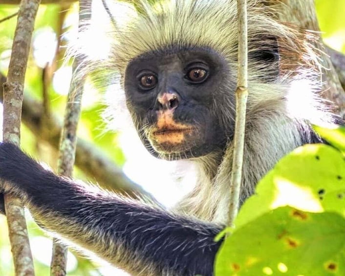 Picture 7 for Activity Zanzibar: Prison Island, Monkeys, and Kuza Cave Private Tour