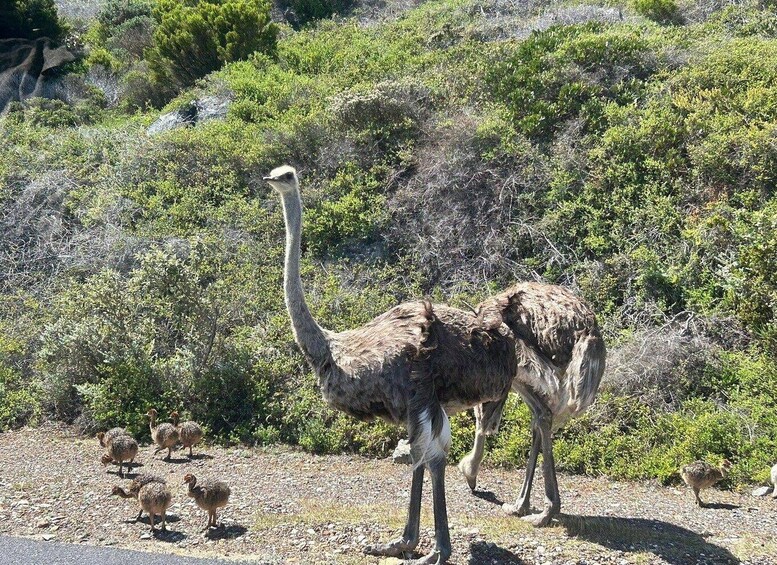 Picture 6 for Activity Cape Town: Boulders Beach & Cape Point Full-Day with Meals