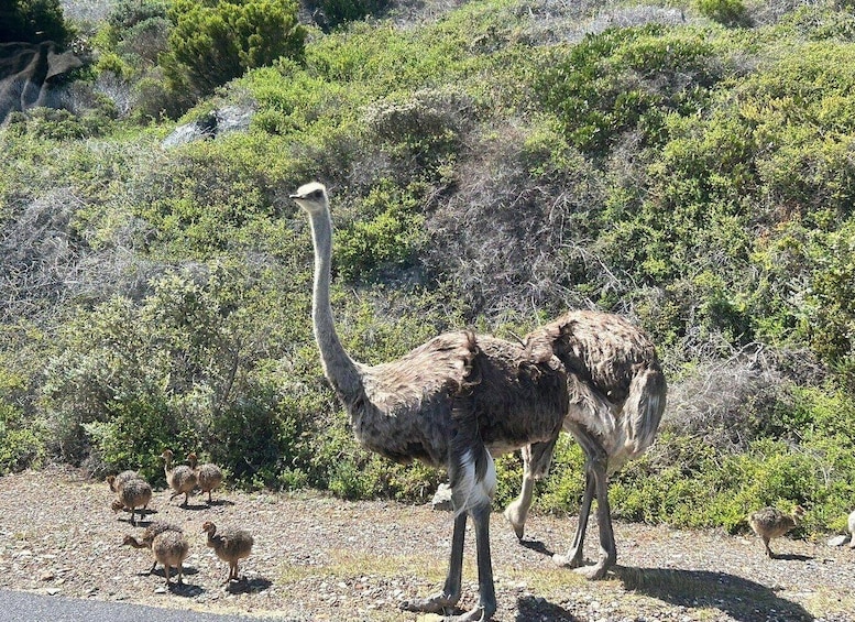 Picture 6 for Activity Cape Town: Boulders Beach & Cape Point Full-Day with Meals
