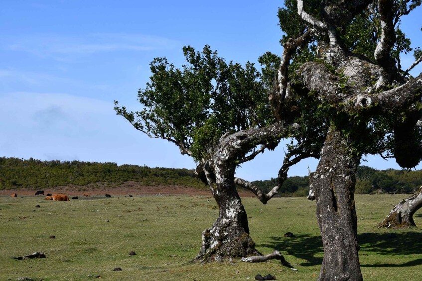 Picture 12 for Activity Private Tour: Fanal Tour By overland Madeira