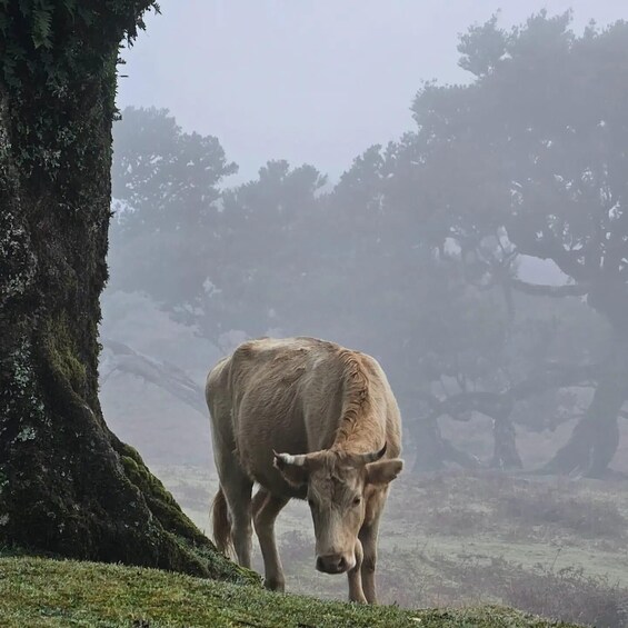 Picture 7 for Activity Private Tour: Fanal Tour By overland Madeira