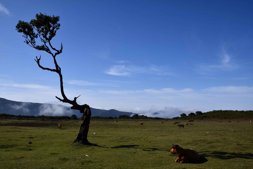 Picture 2 for Activity Private Tour: Fanal Tour By overland Madeira