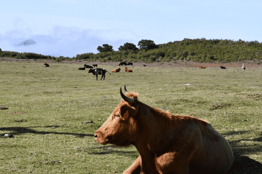 Picture 3 for Activity Private Tour: Fanal Tour By overland Madeira