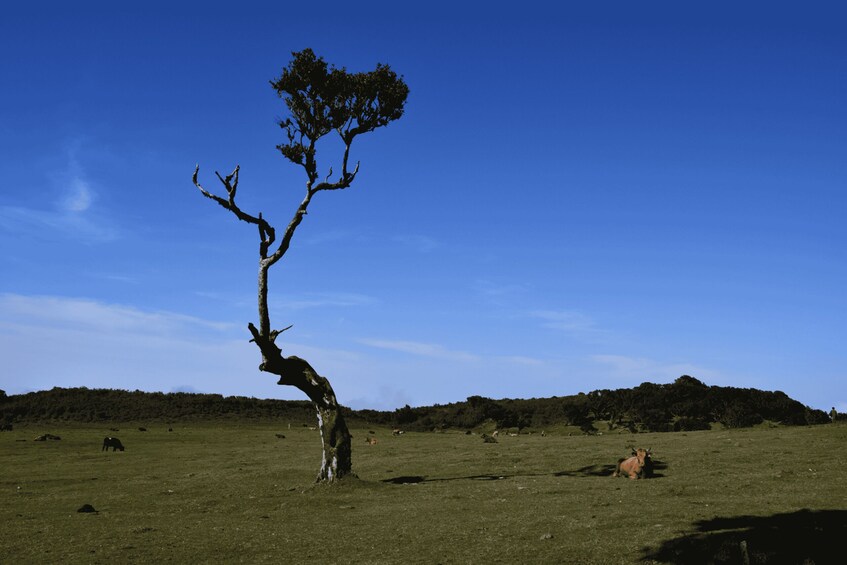 Picture 13 for Activity Private Tour: Fanal Tour By overland Madeira