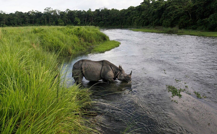 Picture 1 for Activity 3 Nights 4 Days Chitwan National Park with Tower Night Stay