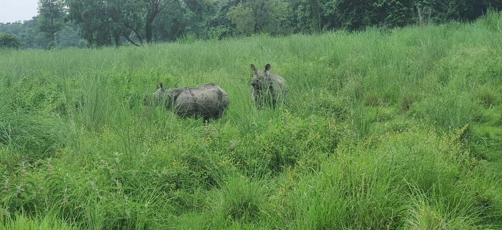 Picture 18 for Activity 3 Nights 4 Days Chitwan National Park with Tower Night Stay